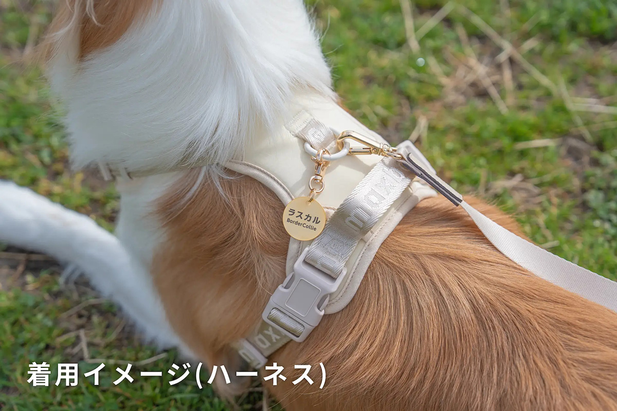 QRコード付きの犬用スマート迷子札 DOGGY'sQR（ドギーズキューアール）