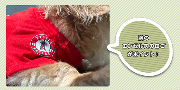 【MLB公式】大谷翔平選手モデルのペットグッズ　イメージ(1)