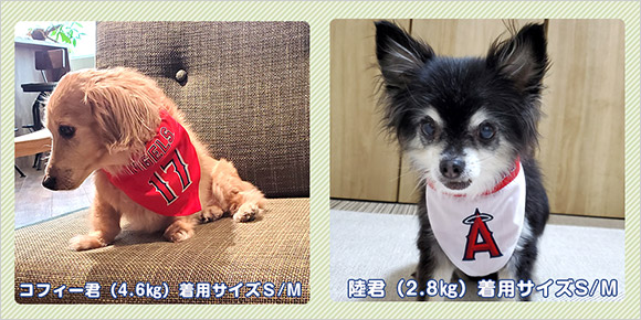 【MLB公式】大谷翔平選手モデルのペットグッズ　イメージ(2)